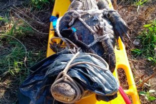 Sorpresa de los vecinos Atraparon un yacaré en Rincón - Atraparon un yacaré en Rincón -