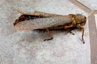 Un insecto típico de Santiago del Estero y Chaco Por qué las tucuras quebracheras aparecen en medio de la ciudad - Bestiario. Este tipo de tucura puede alcanzar los 13 centímetros. Se alimenta de los árboles del monte, pero también puede comer plantas o cultivos, como el maíz o la soja. Por qué las tucuras quebracheras aparecen en medio de la ciudad - Bestiario. Este tipo de tucura puede alcanzar los 13 centímetros. Se alimenta de los árboles del monte, pero también puede comer plantas o cultivos, como el maíz o la soja.