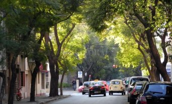 Tras más de 18 meses de debate en las Cámaras Promulgaron la Ley del Árbol - Promulgaron la Ley del Árbol -