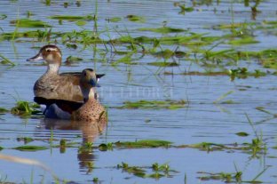 Ante la prohibición del Ministerio de Medio Ambiente El Senado santafesino pide rehabilitar la caza del pato - El Senado santafesino pide rehabilitar la caza del pato -