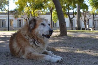 El último caso en una persona fue en 1979 en la ciudad Por qué faltan vacunas antirrábicas para humanos y cuáles son los riesgos - Poco frecuente. Desde el área de Zoonosis, aseguraron que los veterinarios no suelen detectar casos de rabia en perros en la provincia. El año pasado, se confirmó un caso aislado en un gato en María Susana, pero de la cepa viral que transmiten los murciélagos. Por qué faltan vacunas antirrábicas para humanos y cuáles son los riesgos - Poco frecuente. Desde el área de Zoonosis, aseguraron que los veterinarios no suelen detectar casos de rabia en perros en la provincia. El año pasado, se confirmó un caso aislado en un gato en María Susana, pero de la cepa viral que transmiten los murciélagos.