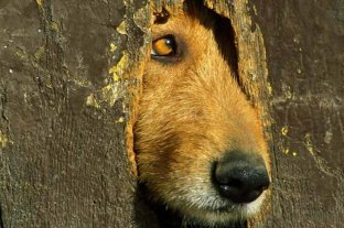 Tribunales Lo condenaron por matar un gato y una perra y por maltratar a sus animales - Lo condenaron por matar un gato y una perra y por maltratar a sus animales -