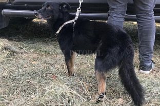 Insólito Un psicólogo de la Policía secuestró el perro de su tía - Spaidy fue recuperado sano y salvo en la ciudad de Recreo. Un psicólogo de la Policía secuestró el perro de su tía - Spaidy fue recuperado sano y salvo en la ciudad de Recreo.