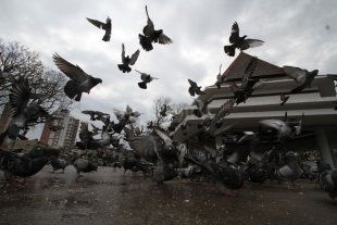 Piojos, parásitos y casos de viruela aviar en las palomas de plaza Colón