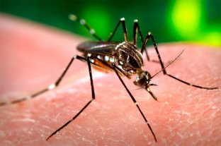 Alerta epidemiológico Semana Santa: intensifican los controles contra el dengue - Semana Santa: intensifican los controles contra el dengue -
