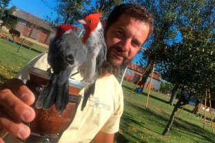 "El loco de los pájaros" Joni, el encantador de cardenales - A los cardenales les gusta comer la yerba del mate Joni, el encantador de cardenales - A los cardenales les gusta comer la yerba del mate