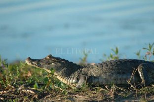 Estrategia consolidada de aprovechamiento sustentable de la especie En 30 años, fueron reintroducidos más de 80 mil yacarés a su hábitat - Un yacaré "ñato" (también conocido como overo) descansa en la orilla del río Corrientes, al sur de los esteros del Iberá. En 30 años, fueron reintroducidos más de 80 mil yacarés a su hábitat - Un yacaré "ñato" (también conocido como overo) descansa en la orilla del río Corrientes, al sur de los esteros del Iberá.