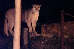 Versiones encontradas Mataron a un puma que apareció en el patio de una casa - Mataron a un puma que apareció en el patio de una casa -