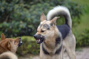 Hubo varios ataques durante la semana Perros peligrosos: actualmente el registro cuenta con 40 inscriptos - Quienes eligen perros de razas de guardia deben ser plenamente concientes de la responsabilidad que implica, no están adquiriendo un mueble o un auto, por loq ue un adiestramiento adecuado es clave. Perros peligrosos: actualmente el registro cuenta con 40 inscriptos - Quienes eligen perros de razas de guardia deben ser plenamente concientes de la responsabilidad que implica, no están adquiriendo un mueble o un auto, por loq ue un adiestramiento adecuado es clave.