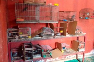 Tras una denuncia anónima Rescataron diversos animales en cautiverio en Santa Fe y Santo Tomé - Rescataron diversos animales en cautiverio en Santa Fe y Santo Tomé -