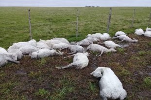 Ganadería Dantesco: miles de ovejas murieron de hipotermia en Corrientes por el brusco cambio del clima - Dantesco: miles de ovejas murieron de hipotermia en Corrientes por el brusco cambio del clima -