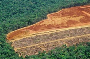 La selva amazónica perdió un área del tamaño de España durante 2018
