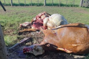 Inseguridad rural Cuatrerismo suburbano crónico: los ganaderos se armaron y patrullan los campos - Cuatrerismo suburbano crónico: los ganaderos se armaron y patrullan los campos -