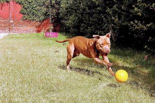 Pitbull con suerte Bruno, el perro abandonado en un tren, se recupera del maltrato - Bruno, el perro abandonado en un tren, se recupera del maltrato -