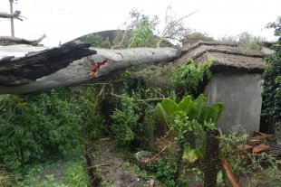 En San Javier "Alcancé a salir con mi hija y mis tres nietas y se nos cayó un eucaliptus arriba de la casa" - "Alcancé a salir con mi hija y mis tres nietas y se nos cayó un eucaliptus arriba de la casa" -