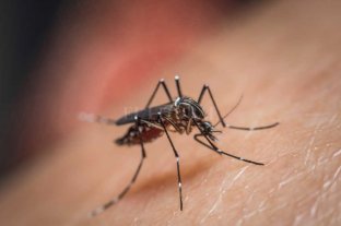En el pas, ascienden a 2.942 los casos de dengue y 158 los de sarampin