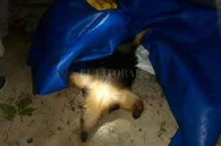 Rescataron un oso melero en el norte de Santa Fe -  - 