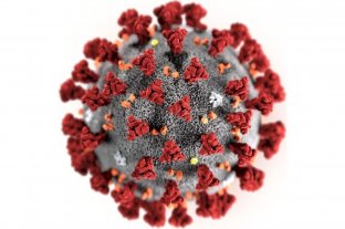Revelan cómo se ve el coronavirus en células bronquiales humanas