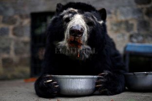 Un zool�gico colombiano propone nombrar "Covid" o "Cuarentena" a sus nuevas cr�as -  - 