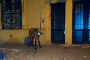 Fue llevado al centro de salud para animales Rescataron un Aguará Guazú en Rosario pero murió al poco tiempo por las heridas que presentaba - Rescataron un Aguará Guazú en Rosario pero murió al poco tiempo por las heridas que presentaba -