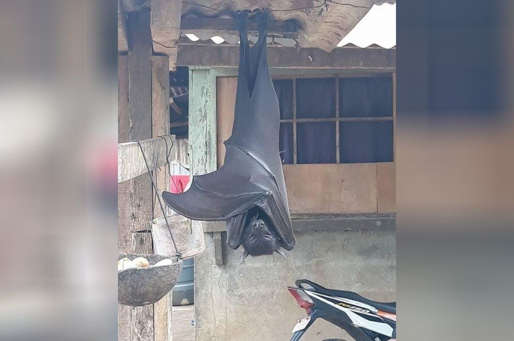 Impactantes fotos de un murciélago con tamaño humano : : El ...