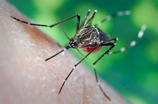 Ascienden a 163 los casos de dengue en Jujuy
