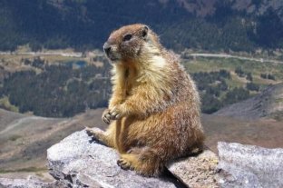 Bubónica por consumo de marmotas crudas Mongolia cerró sus fronteras por un brote de "peste negra" - Mongolia cerró sus fronteras por un brote de "peste negra" -