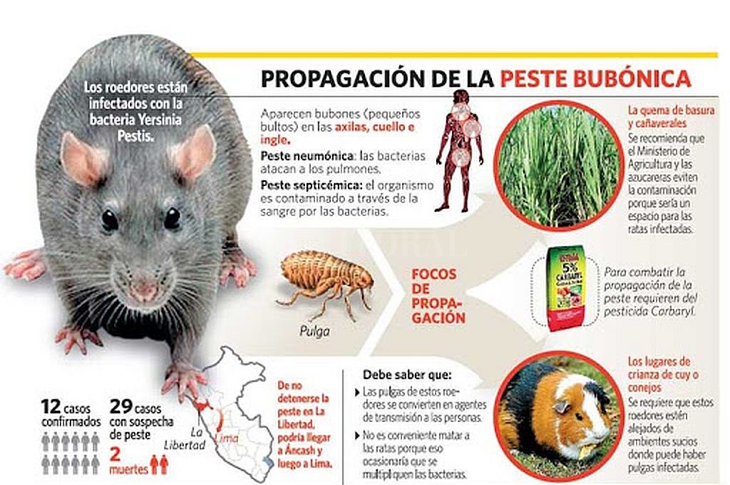 Brote de peste bubónica: ¿qué es 