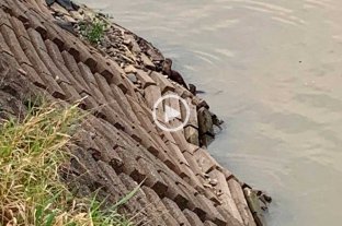 El sábado, muy cerca del Puente Colgante Video: apareció un lobito de río en la Laguna Setúbal - Video: apareció un lobito de río en la Laguna Setúbal -