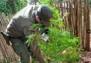 Confundidos Corrientes: tenían 12 plantas de marihuana pero pensaban que era mandioca - Corrientes: tenían 12 plantas de marihuana pero pensaban que era mandioca -
