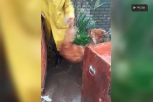 Lo llevan a la Granja "La Esmeralda" Video: tras la tormenta apareció un Aguará Guazú en Santa Fe - Video: tras la tormenta apareció un Aguará Guazú en Santa Fe -