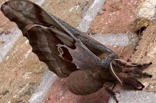 Curiosidades "Tarántulas con alas" conmocionan a mexicanos y estadounidenses - Antheraea polyphemus "Tarántulas con alas" conmocionan a mexicanos y estadounidenses - Antheraea polyphemus
