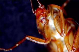 Un zoológico propone bautizar a una cucaracha con el nombre de tu ex