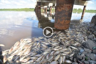 Sin precedentes Mortandad de peces en el Río Salado: la explicación de los expertos - Mortandad de peces en el Río Salado: la explicación de los expertos -