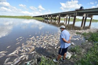 Sin conclusiones claras Mortandad de peces: "La principal hipótesis es la falta de oxígeno" - La imagen impacta y genera tristeza. La mortandad de peces en el río Salado, una más de las consecuencias que apareja la bajante histórica. Mortandad de peces: "La principal hipótesis es la falta de oxígeno" - La imagen impacta y genera tristeza. La mortandad de peces en el río Salado, una más de las consecuencias que apareja la bajante histórica.