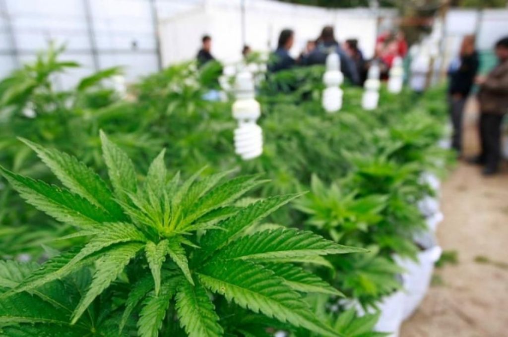 Ministerio de Seguridad Descubren un enorme "indoor" de cultivo de marihuana en Rosario y secuestran 300 plantas - Descubren un enorme "indoor" de cultivo de marihuana en Rosario y secuestran 300 plantas - -