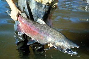 Entrevista a un experto del Instituto Nacional de Limnología Dr. Espínola: "Una vez que una especie no nativa se establece es muy difícil erradicarla" - Una especie de salmón (Oncorhynchus kisutch) se escapó de estaciones de piscicultura chilena, estableciéndose en el río Santa Cruz y a través de la corriente fría de Malvinas entró al delta del Paraná y en septiembre y octubre de 2020 fue capturada por pescadores deportivos. Dr. Espínola: "Una vez que una especie no nativa se establece es muy difícil erradicarla" - Una especie de salmón (Oncorhynchus kisutch) se escapó de estaciones de piscicultura chilena, estableciéndose en el río Santa Cruz y a través de la corriente fría de Malvinas entró al delta del Paraná y en septiembre y octubre de 2020 fue capturada por pescadores deportivos.