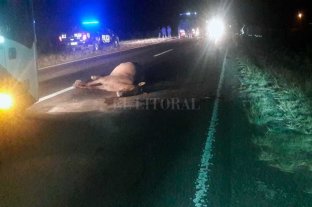 Cerca de Las Toscas Murió un motociclista al chocar con una yegua en la Ruta 11 - Murió un motociclista al chocar con una yegua en la Ruta 11 -