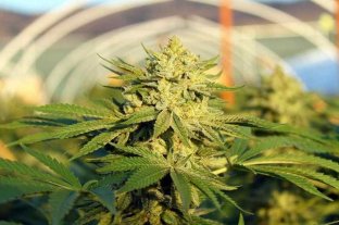 La Cámara de Cannabis apoyó la inscripción de semillas para uso medicinal y de investigación  