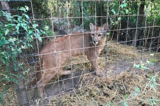 Gatos monteses, jabalíes y hasta un puma Desbarataron un zoológico clandestino en Santa Fe - El operativo estuvo a cargo de la policía local, efectivos de la Guardia Rural los Pumas y de personal de Fauna, del Ministerio de la Producción. Desbarataron un zoológico clandestino en Santa Fe - El operativo estuvo a cargo de la policía local, efectivos de la Guardia Rural los Pumas y de personal de Fauna, del Ministerio de la Producción.