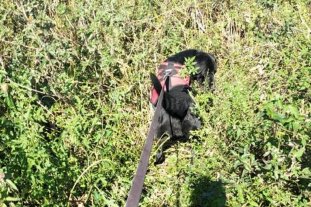 En La Guardia Operativo en la zona donde encontraron los restos de Claro Próspero Perezlindo - Erik y su olfato guiaron a los investigadores hasta más restos de "Popi" Perezlindo. Operativo en la zona donde encontraron los restos de Claro Próspero Perezlindo - Erik y su olfato guiaron a los investigadores hasta más restos de "Popi" Perezlindo.