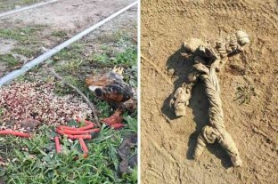 Preocupación de vecinos Extraños ritos en Guadalupe - En los alrededores de las vías que están a la altura de Risso y Dorrego (detrás de la escuela N° 38 Brigadier López) fue hallado un chivo descuartizado con gallinas muertas en su interior. También había velas y legumbres. Extraños ritos en Guadalupe - En los alrededores de las vías que están a la altura de Risso y Dorrego (detrás de la escuela N° 38 Brigadier López) fue hallado un chivo descuartizado con gallinas muertas en su interior. También había velas y legumbres.