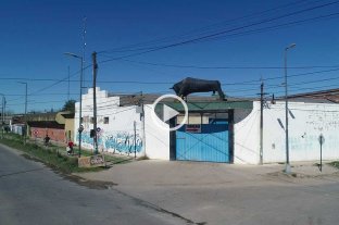 La historia de un símbolo El secreto del toro de Blas Parera, un ícono del norte de la ciudad de Santa Fe - El secreto del toro de Blas Parera, un ícono del norte de la ciudad de Santa Fe -