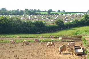 Por falta de carniceros podrían sacrificar a miles de cerdos en el Reino Unido