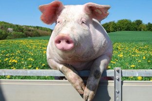 Empieza en Reino Unido la "hecatombe de los cerdos"  por falta de personal en los mataderos