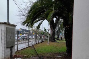 Tormenta en Santa Fe: cayó un árbol y dejó sin luz al hospital Mira y López