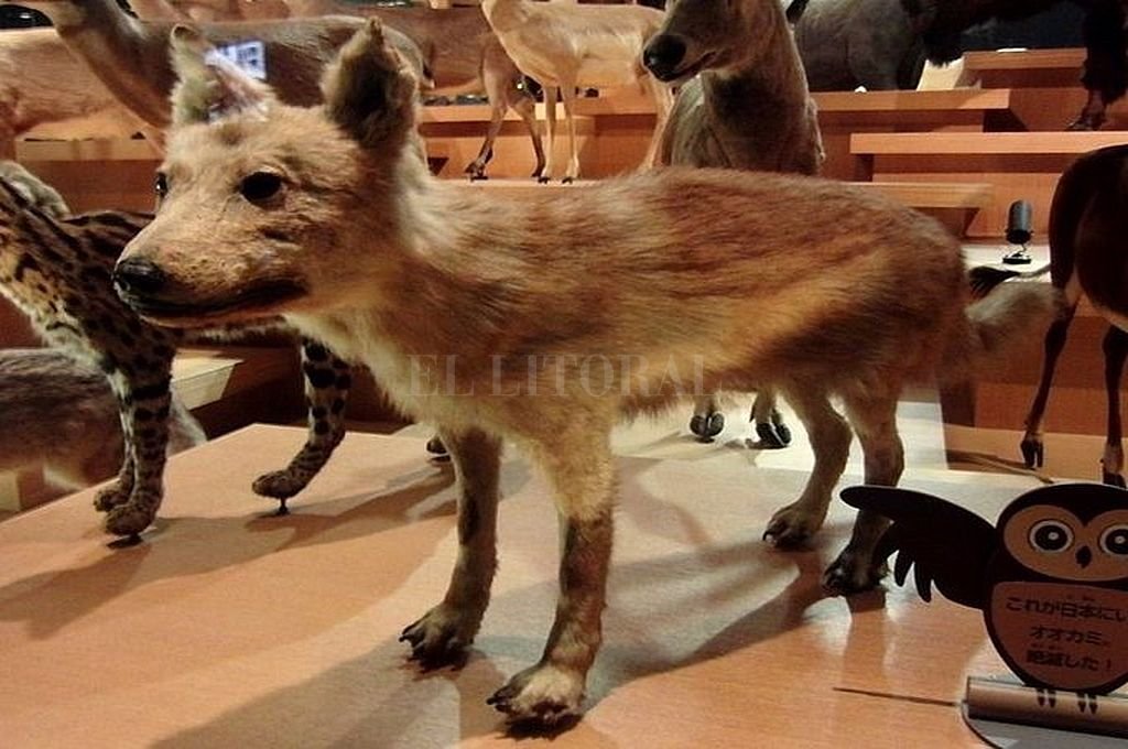 Ejemplar disecado de yamainu o lobo japonés Crédito: Universidad de Tokio