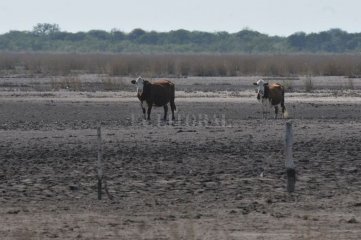 Solicitan la emergencia agropecuaria por sequía en la Rural de Tostado