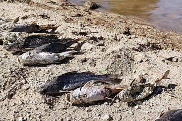 Preocupa la aparición de peces muertos en Río Cuarto