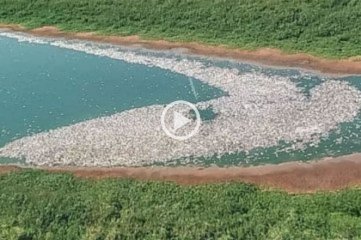 Gran mortandad de peces en el río Paraná como consecuencia del calor y la bajante -  - 